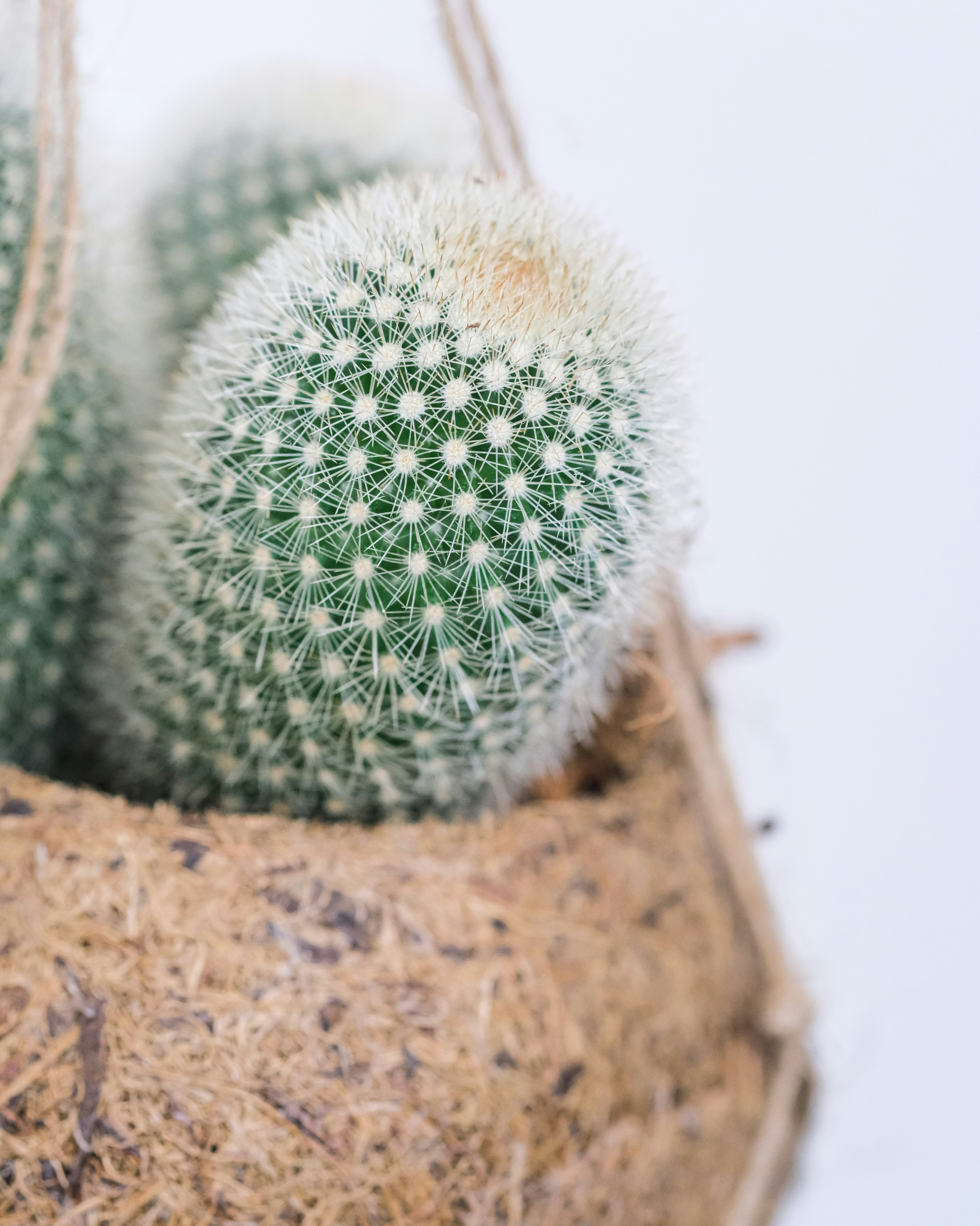 green cactus on brown wooden surface